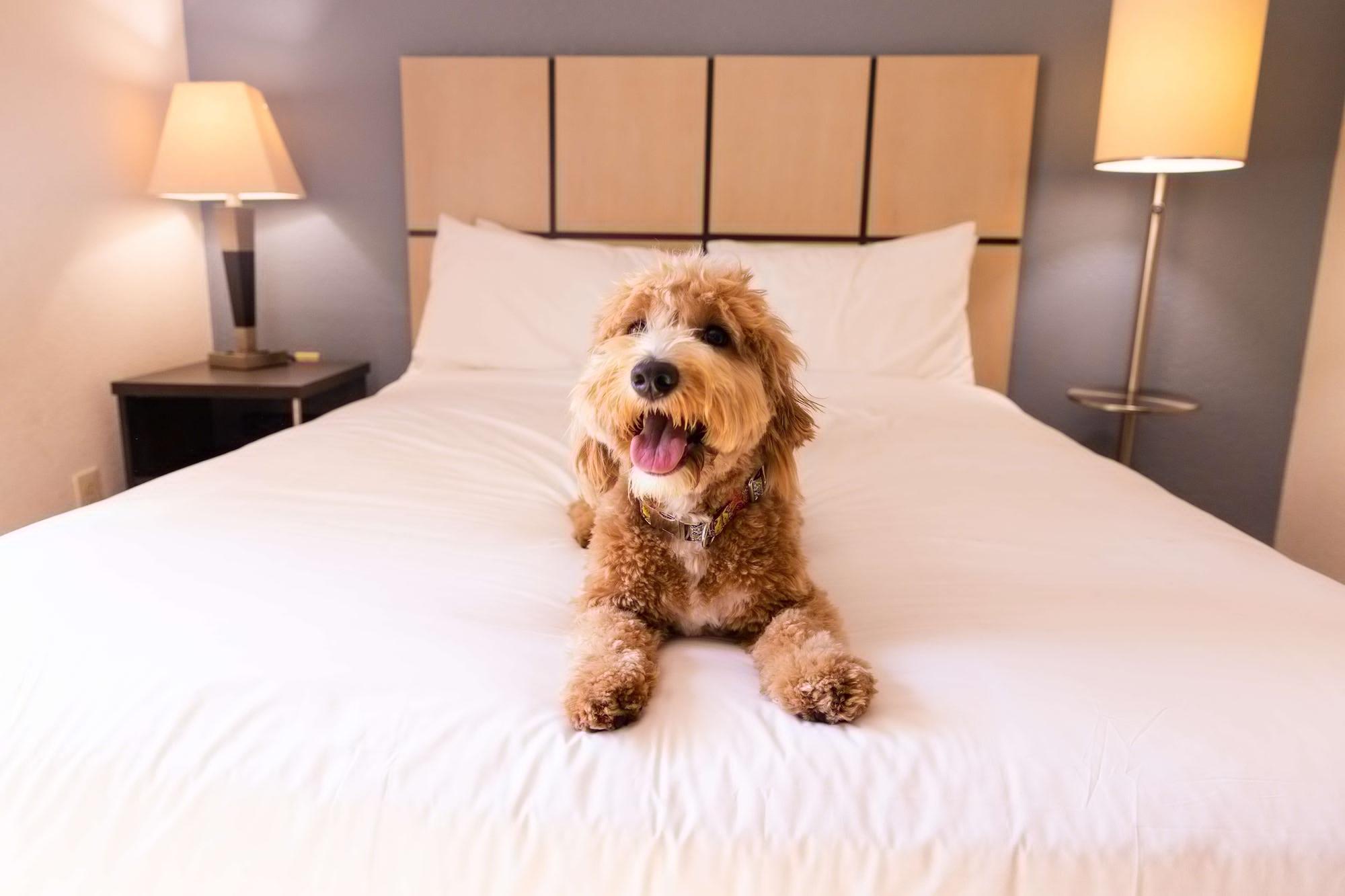 Sonesta Simply Suites Chicago Naperville Warrenville エクステリア 写真